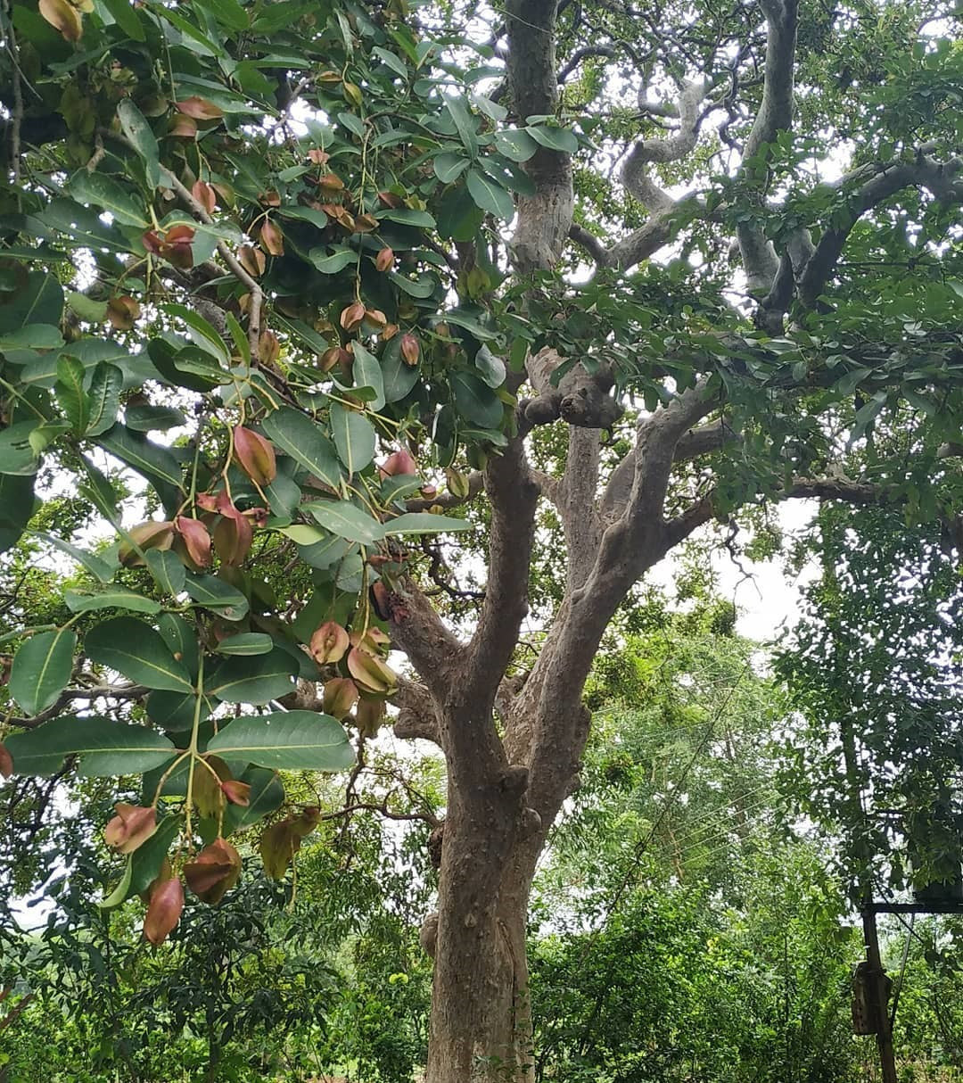 an arjuna tree