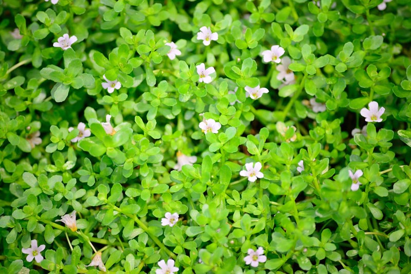 a flowering field of Brahmi Bacopa monnieri
