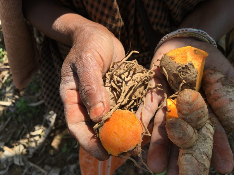 freshly harvested turmeric root in someone's hands