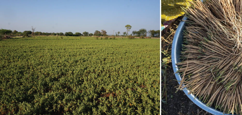 On the left an image of ashwagandha growing in a field, and on the right a bowl of freshly harvested ashwagandha