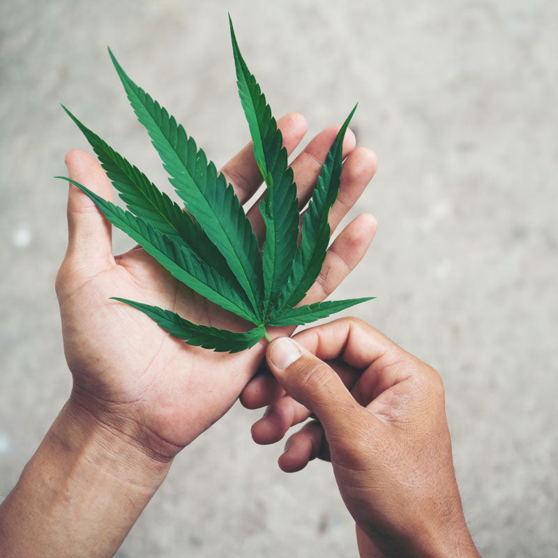 a cannabis leaf in someone's hand