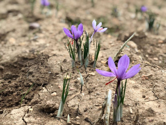saffron blooming in a field
