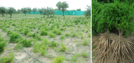 a photo of shatavari growing in a field next to photo of freshly harvested shatavari root