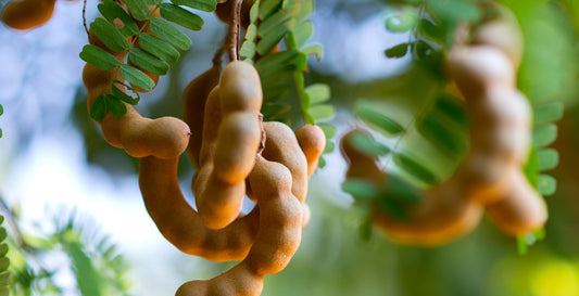 tamarind pods growing on a tree