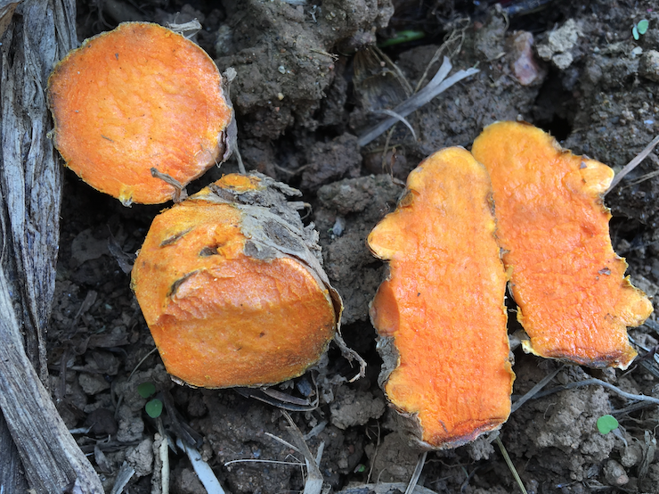 freshly harvested turmeric root cracked open on the earth