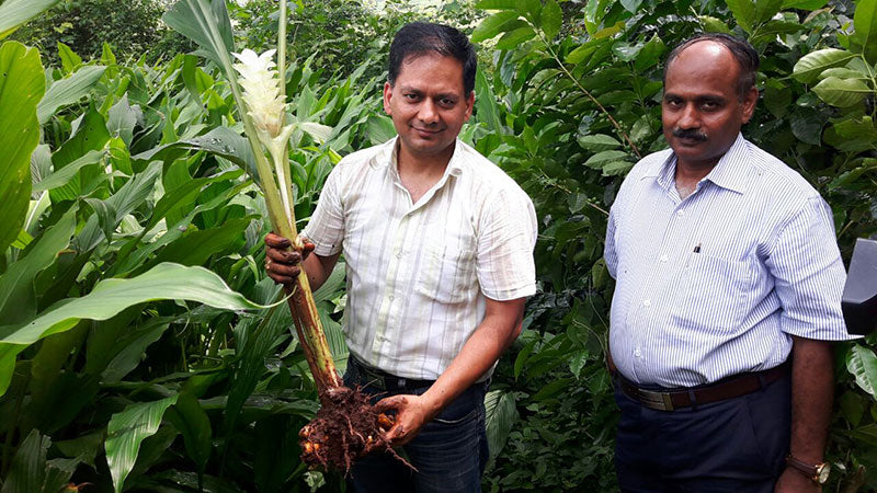 Sandeep harvesting turmeric root