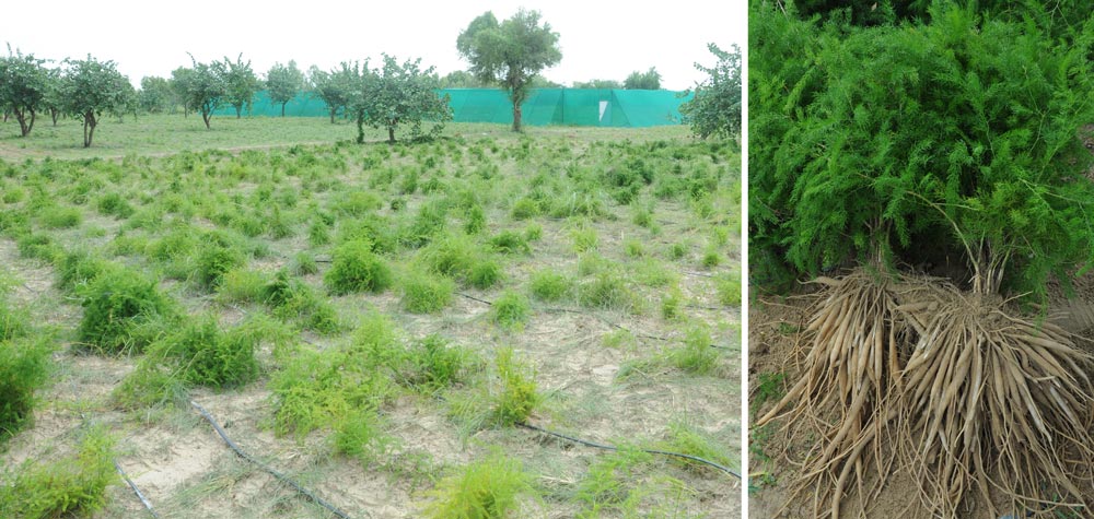 a photo of shatavari growing in a field next to photo of freshly harvested shatavari root